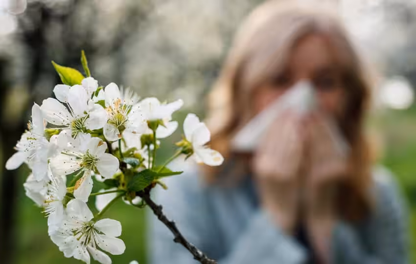 Hayfever Treatment. Hayfever Injections